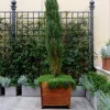 matteotti